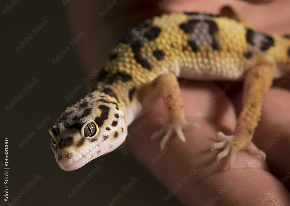 Obraz premium Leopard Gecko in hand