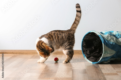 Fototapeta Naklejka Na Ścianę i Meble -  Cute funny cat playing at home