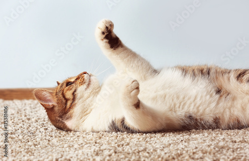 Cute funny cat playing while lying on carpet at home