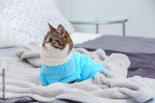 Fototapeta Naklejka Na Ścianę i Meble -  Cute funny cat in warm clothes lying on bed at home