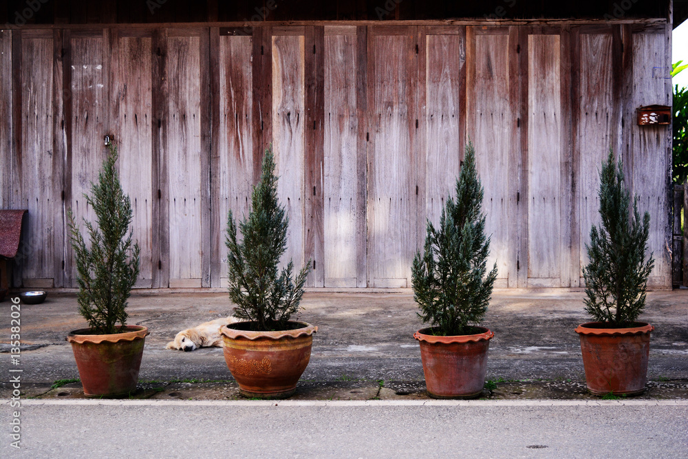 tree pots in front of home