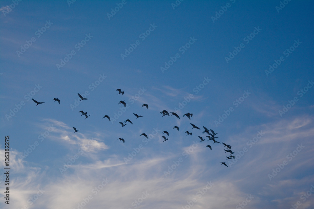 many bird on the sky in evening many bird on the sky in evening