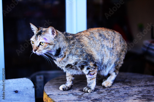 a lower cat
