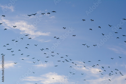 many bird on the sky in evening