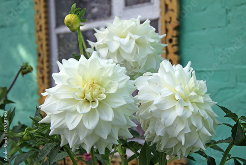 White Dahlia flowers in summer time