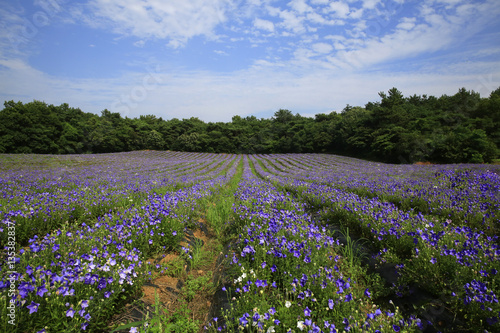 Wallpaper Mural 보라빛 도라지 꽃밭 Torontodigital.ca