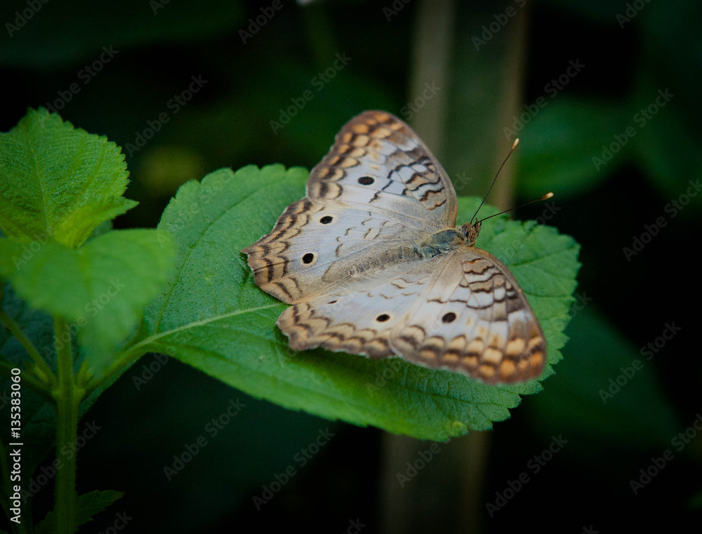 Obraz premium butterfly leaf yellow monarch macro 