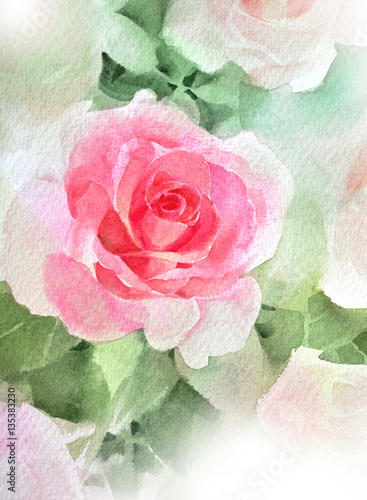 pink rose  watercolor hand-painted, isolated on white