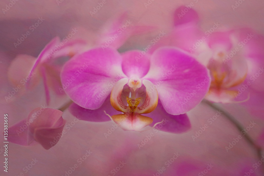 pink orchid macro photography fine art flower pink orchid macro photography fine art flower