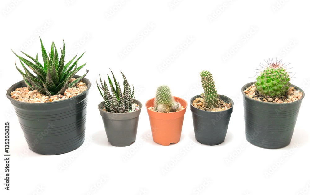 Cactus Potted plants on a white background