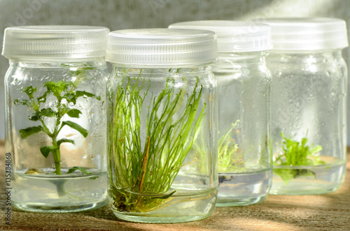 Tissue culture plant from cultured cells in shade light.