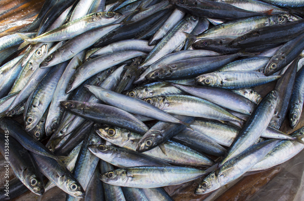 Small mackerel fishes on shop display. Pile of sea fishes for sell. Seaside fisherman catch. Small mackerel fishes on shop display. Pile of sea fishes for sell. Seaside fisherman catch.