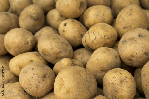 Golden brown potato - ingredient for french fries or chips. Autumn harvesting