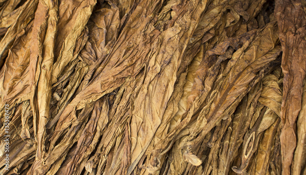 Dried tobacco leaves. Golden leaf background. Raw tobacco leaf under sun. Dried tobacco leaves. Golden leaf background. Raw tobacco leaf under sun.