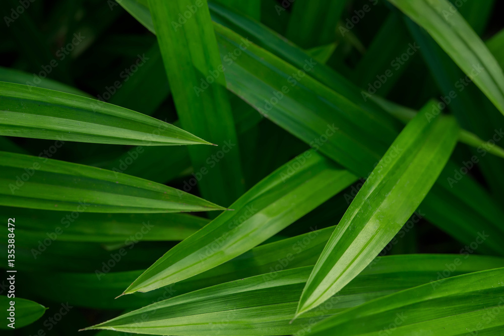 Obraz premium Pandan Leaf in Garden
