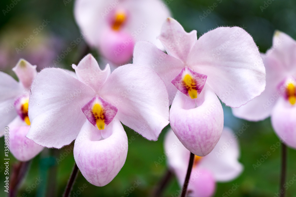 Beautiful white and soft violet orchids in nature. Beautiful white and soft violet orchids in nature.
