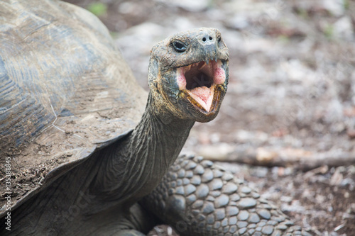 Galapagos Turtle photo