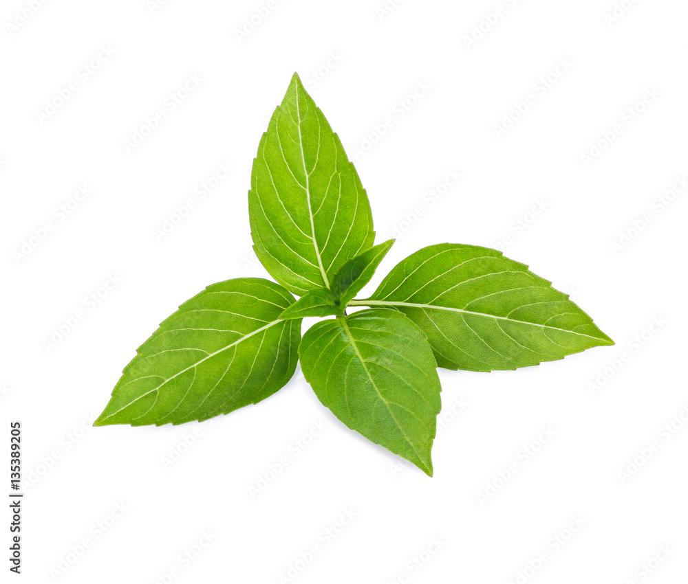 Thai basil leaf or sweet basil isolated on white background. Thai basil leaf or sweet basil isolated on white background.