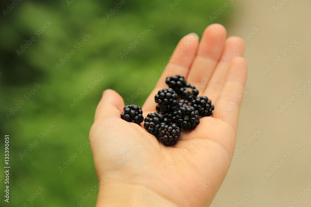 Kinderhand mit frisch gepflückten Bio Brombeeren Kinderhand mit frisch gepflückten Bio Brombeeren