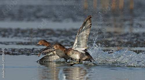 Common Pochard ( Aythya ferina ) duck take off from water, Bird in Bueng Boraped Bird Park, Thailand photo