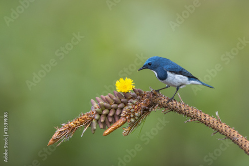 Beautiful blue bird , Ultramarine Flycatcher (superciliaris ficedula) © chamnan phanthong