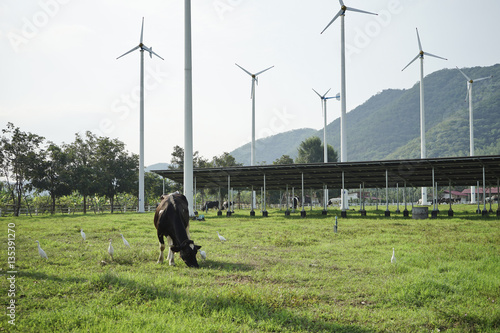 Cow standing on the meadow and wind turbine with Mountain Background. © Pond Thananat