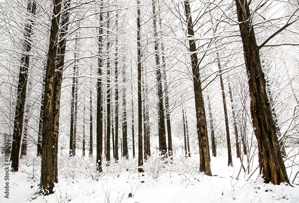 Fototapeta premium Snow Forest