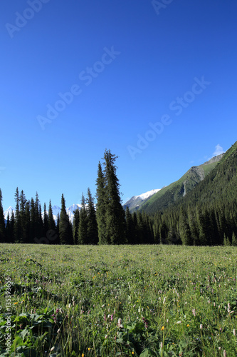 forest and grassland mountain landscape under blue sky © lzf