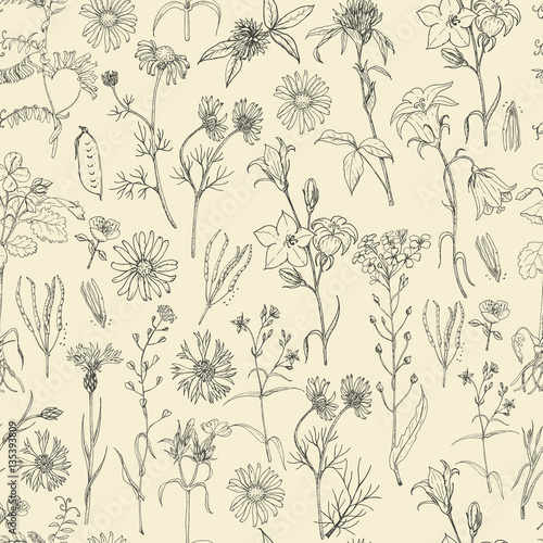 Seamless pattern with field flowers and herbs