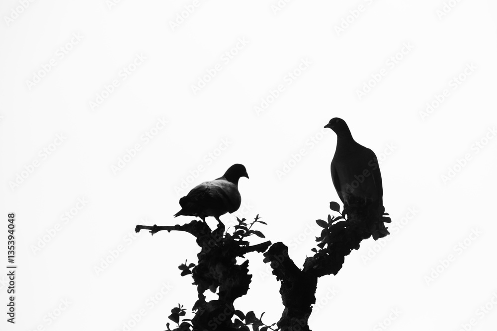 Obraz premium Silhouette pigeon on the tree