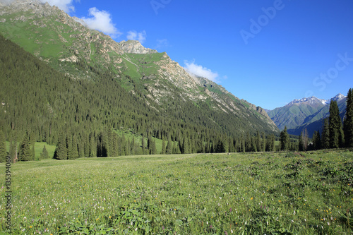 forest and grassland mountain landscape under blue sky