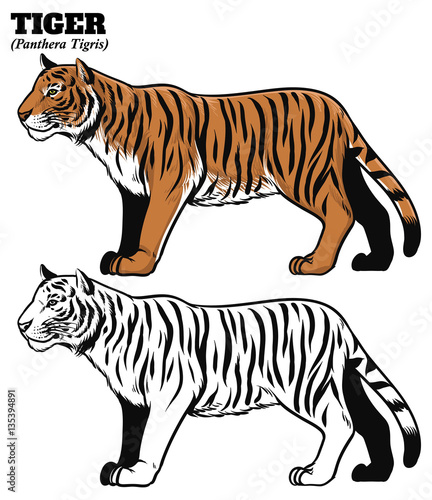 hand drawing style of tiger