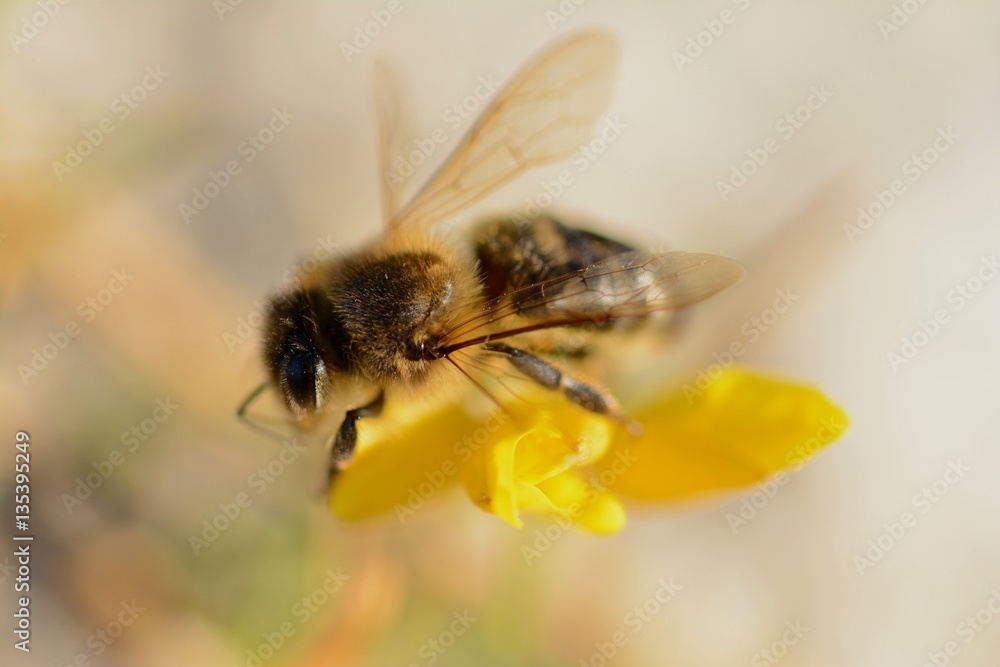 Abeja Abeja