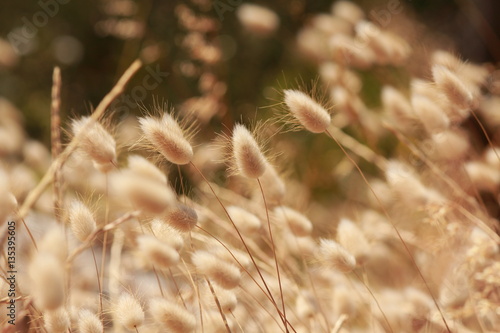 weed flowers