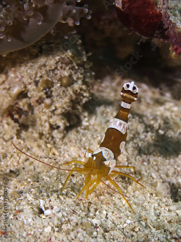 Squat Shrimp  Hohlkreuz-Garnele  Thor amboinensis 