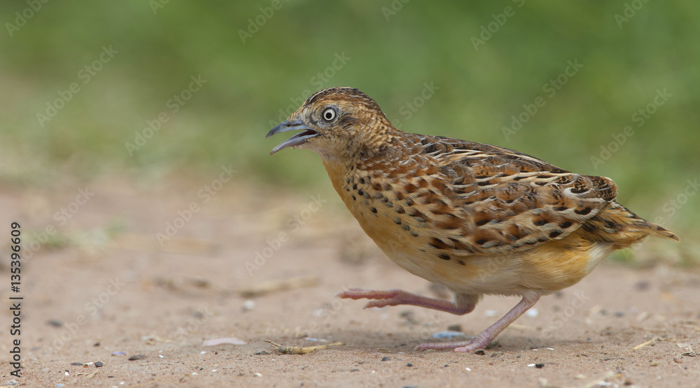 Beautiful bird, Small Buttonquail ( Turnix sylvatica ) walk for food on