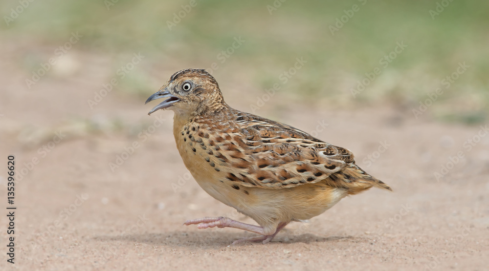 Beautiful bird, Small Buttonquail ( Turnix sylvatica ) walk for food on the  ground , in nature of Thailand, Bird of Thailand Stock Photo | Adobe Stock