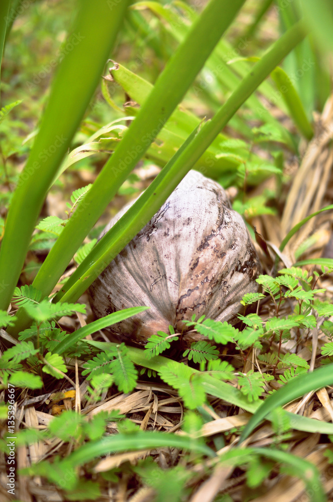 Obraz premium Big ripe coconut in the bright on the ground in grass