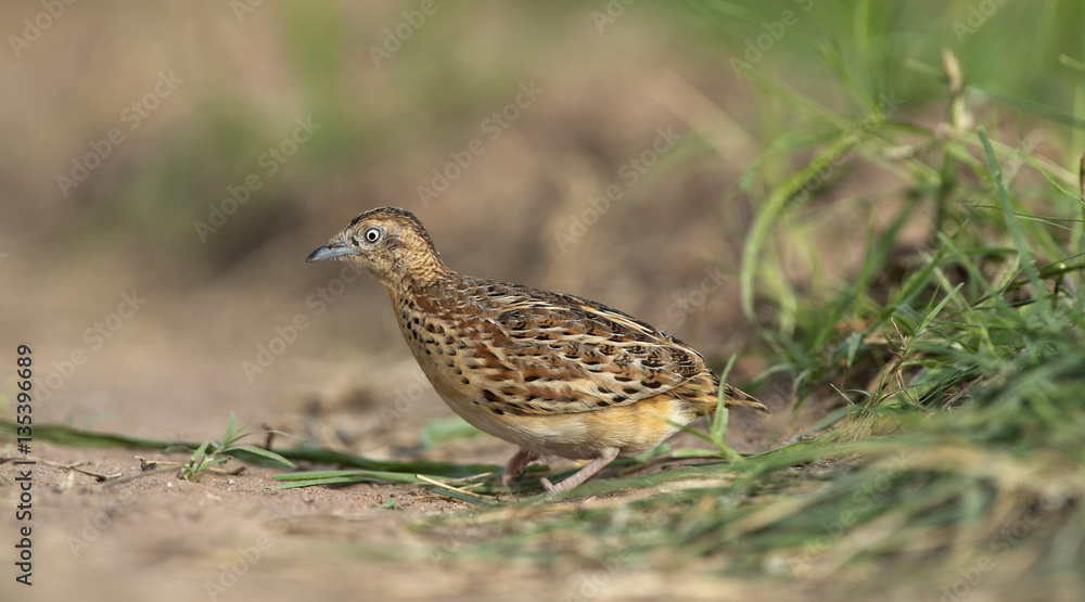 Beautiful bird, Small Buttonquail ( Turnix sylvatica ) walk for food on
