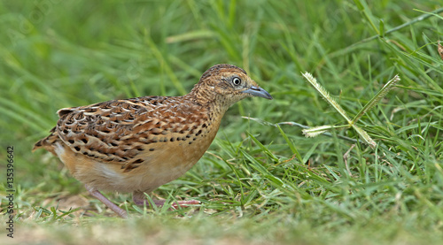 Beautiful bird, Small Buttonquail ( Turnix sylvatica ) walk for food on the ground , in nature of Thailand, Bird of Thailand