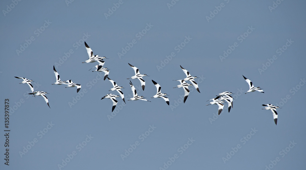 Bird, Bird of Thailand, Migration birds Pied Avocet on blue sky Bird, Bird of Thailand, Migration birds Pied Avocet on blue sky