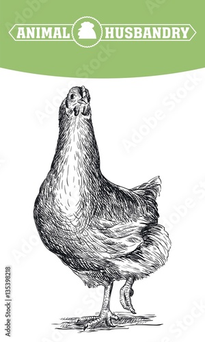 chicken breeding. animal husbandry. livestock