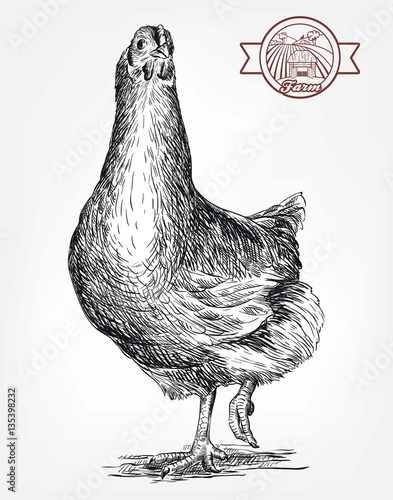 chicken breeding. animal husbandry. livestock