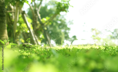 green lush plant field with blur bokeh and half white copy space