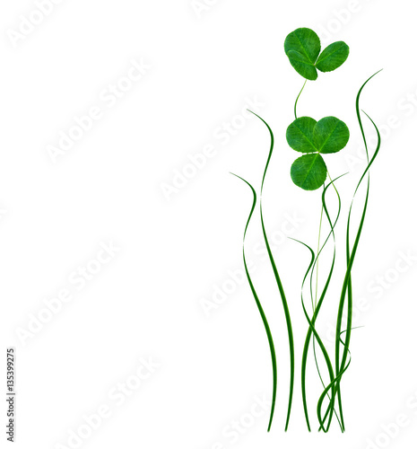 green clover leaves isolated on white background. St.Patrick  s
