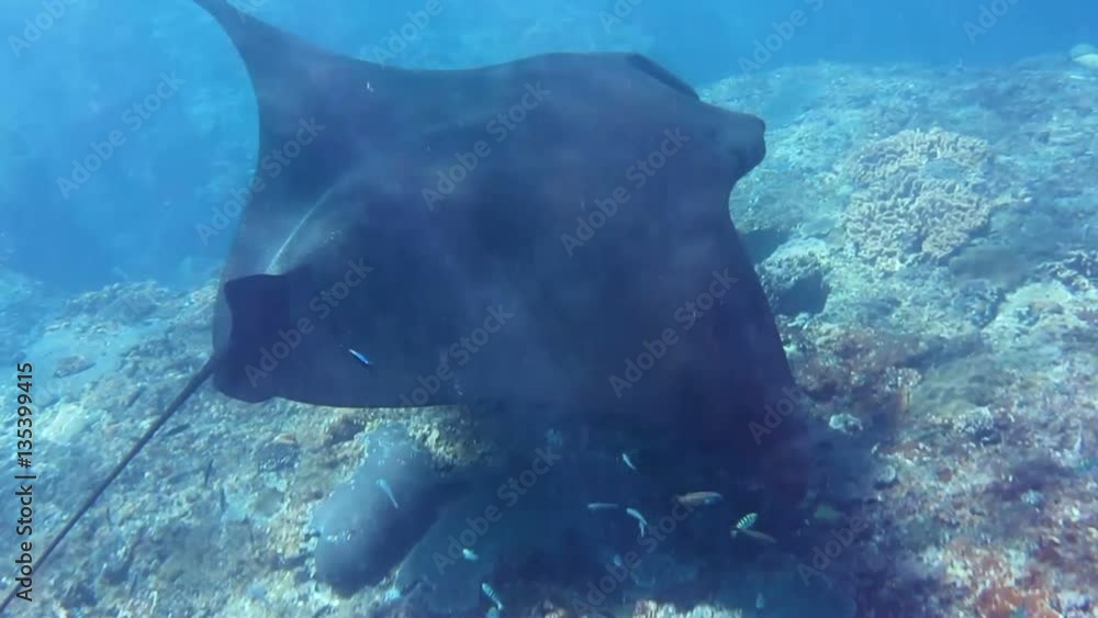 vid-o-stock-snorkeling-with-giant-fish-reynok-manta-ray-feeding-on