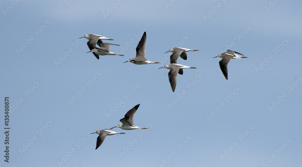 Bird, Bird of Thailand, Migration birds on blue sky in Flight Bird, Bird of Thailand, Migration birds on blue sky in Flight