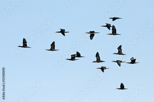 Bird, Bird of Thailand, Migration birds Indian Cormorant on blue sky in Flight © Nuwat