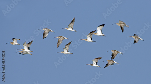Bird, Bird of Thailand, Migration birds on blue sky in Flight