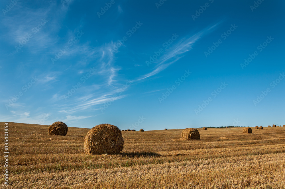 bales of golden straw on the agricultural field after harvesting